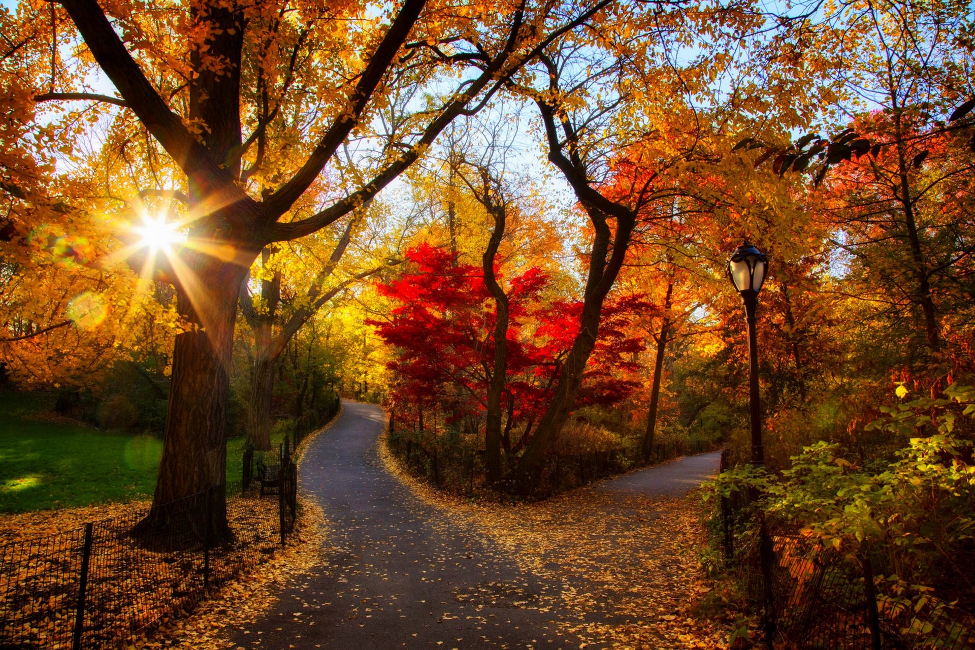 nature forest park trees leaves colorful road autumn fall colors walk sunset