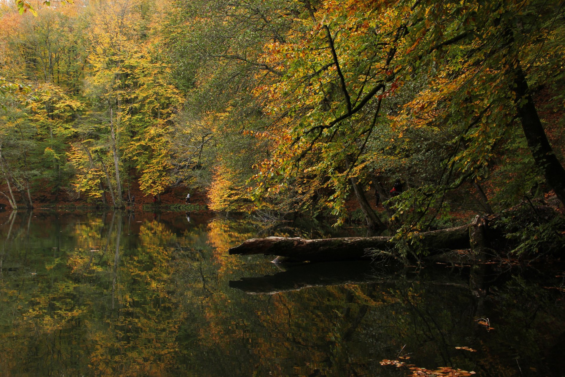 autumn forest lake bolu turkey