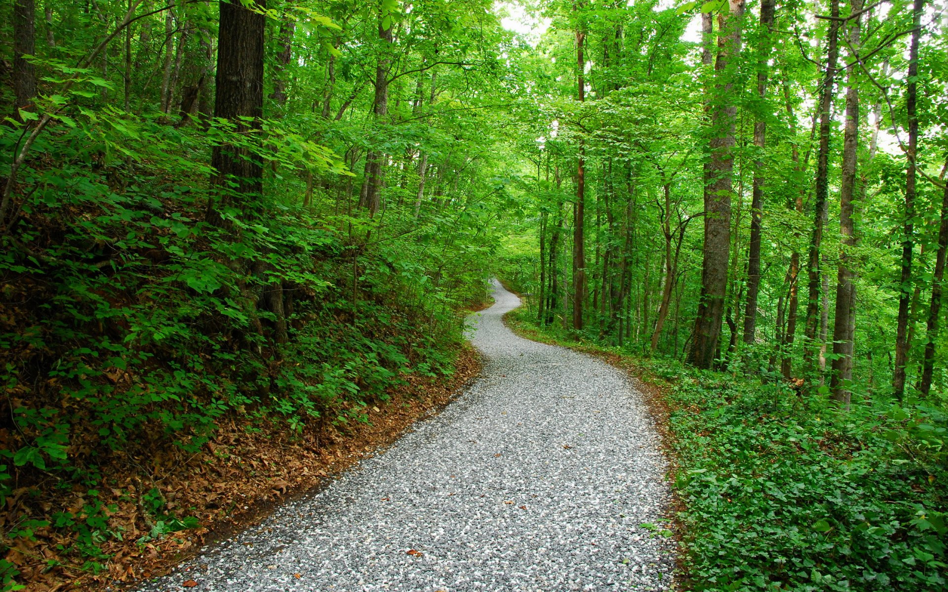 carretera parque bosque naturaleza