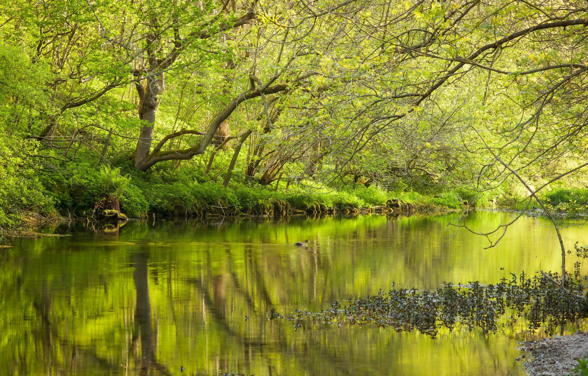 bosque lago primavera