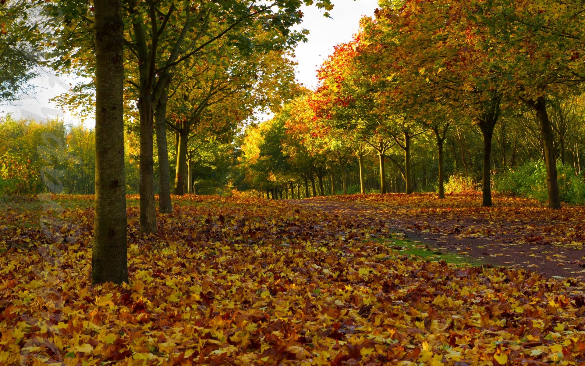 arbres ruelle feuilles automne