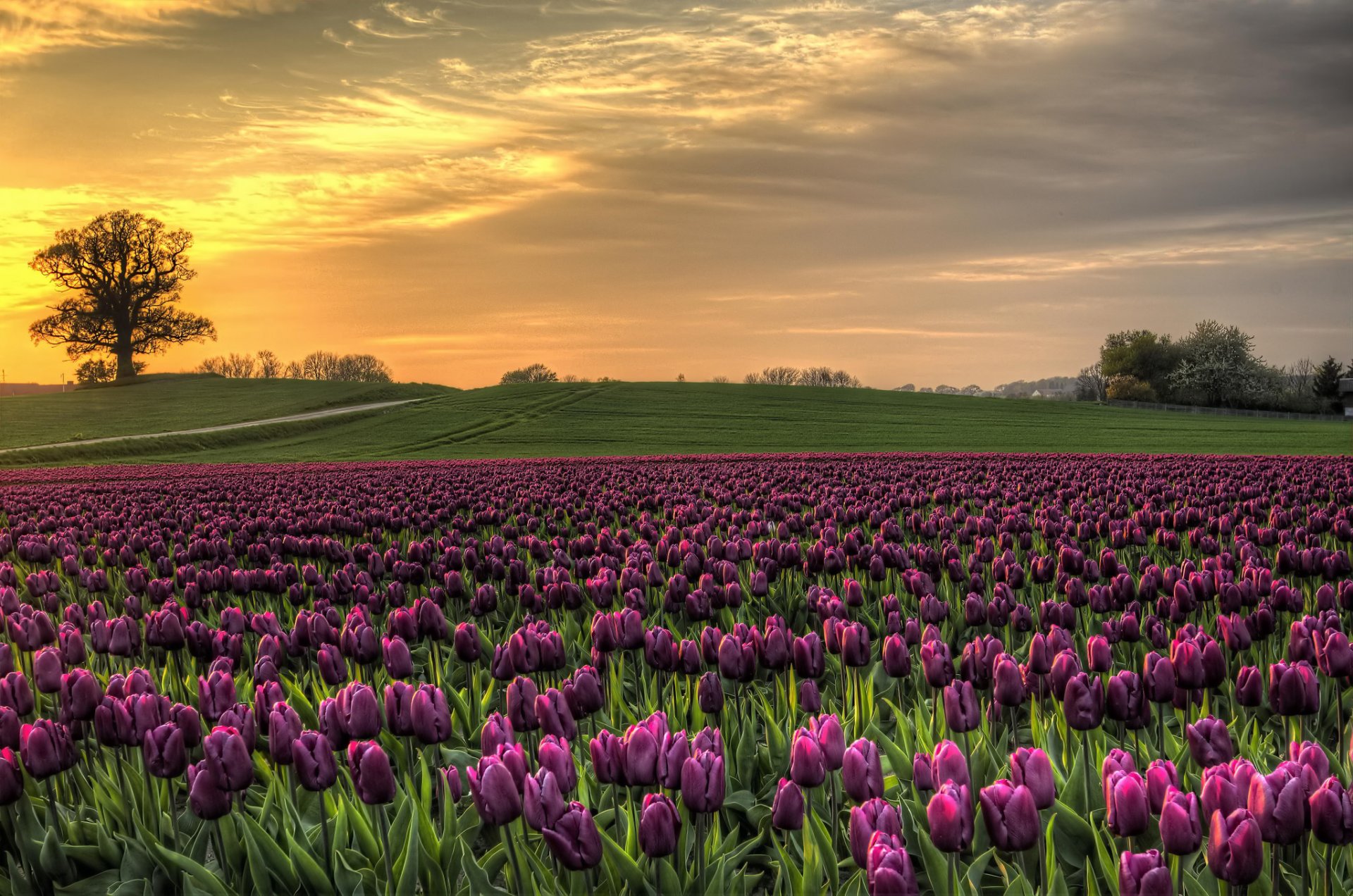 dinamarca campo tulipanes cielo puesta de sol naturaleza