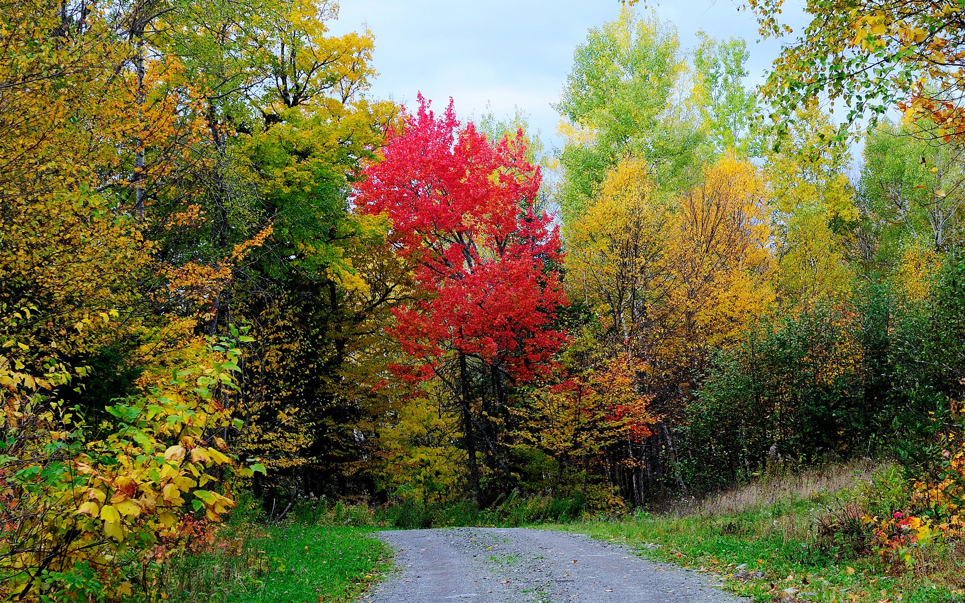 ciel forêt route arbres feuilles automne