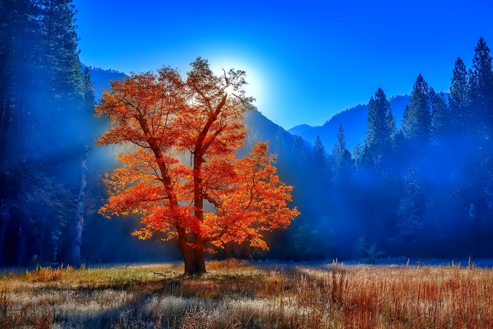 forêt arbres feuillage herbe brume soleil