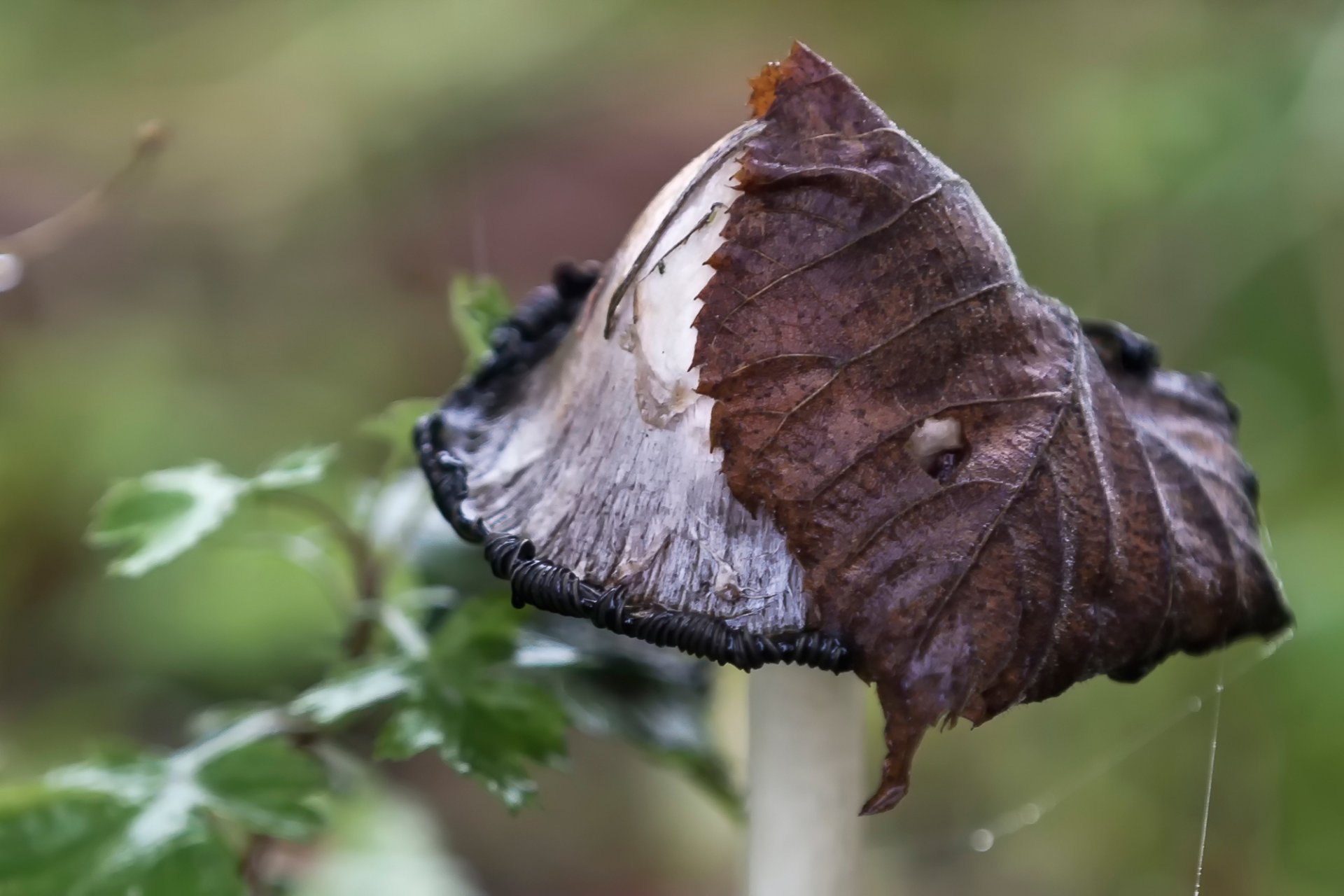 fungo foglia macro