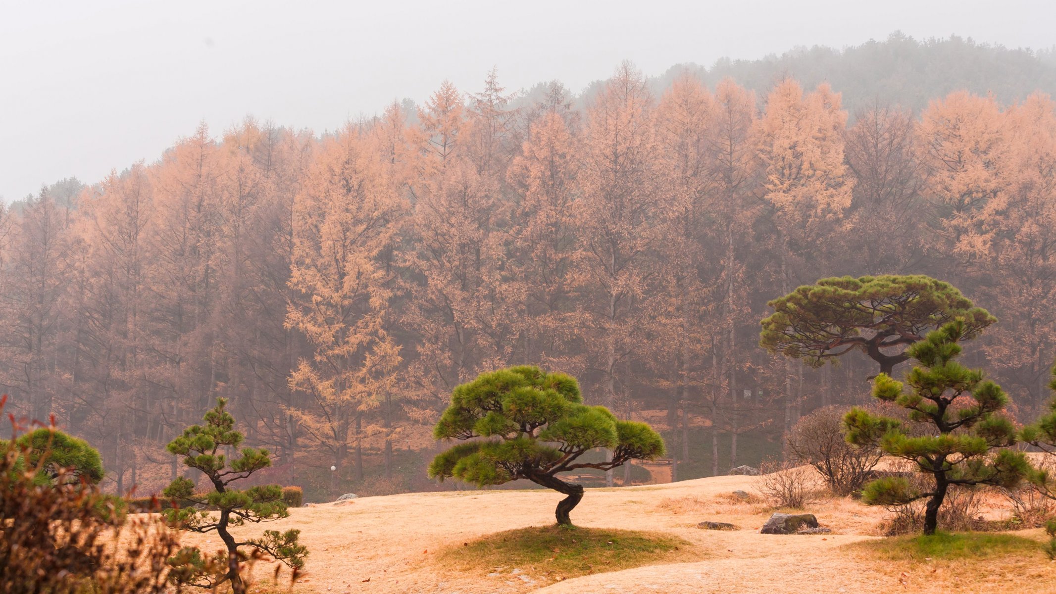 ky haze fog tree forest autumn slope