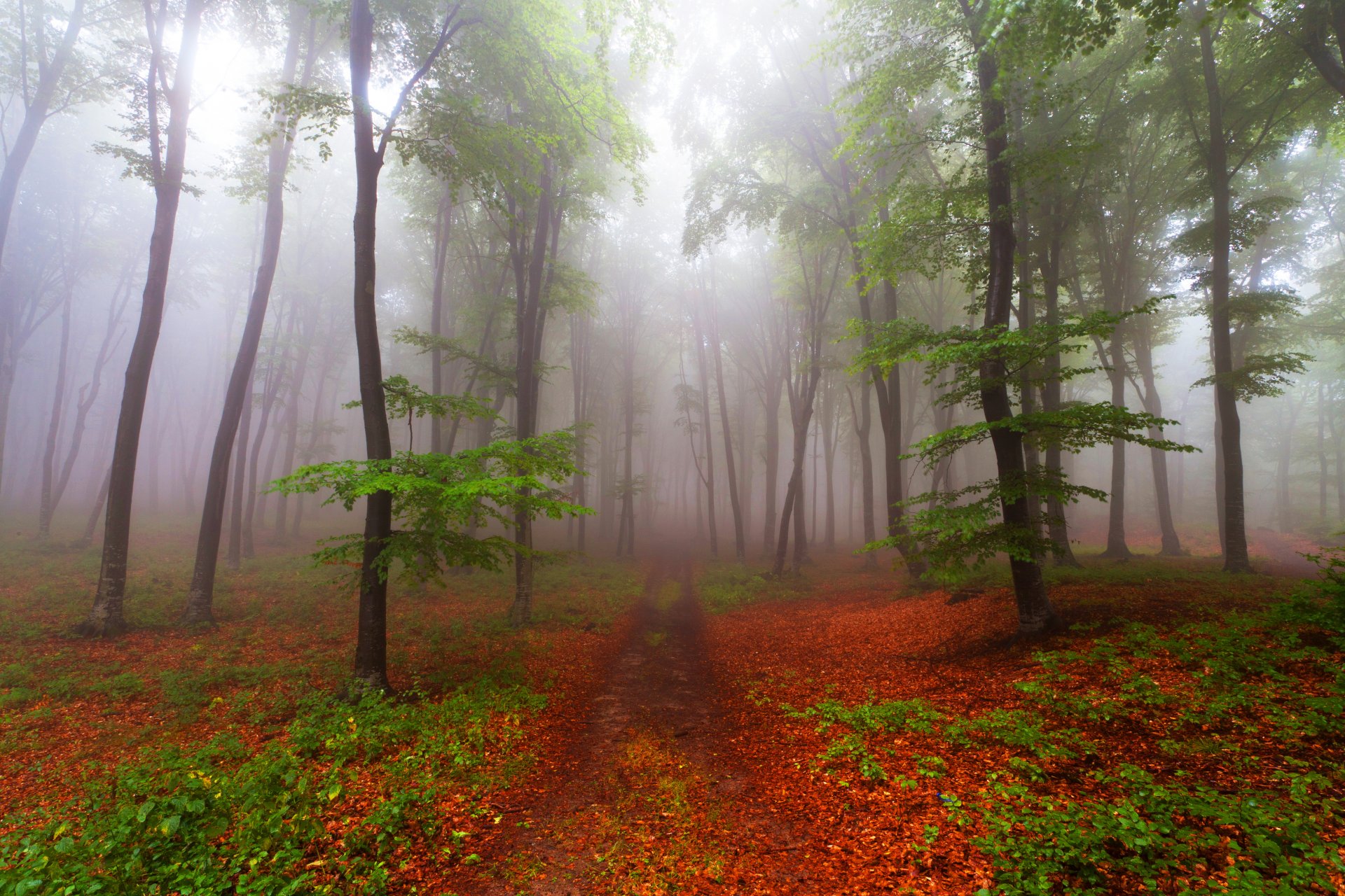 forêt sentier arbres brouillard