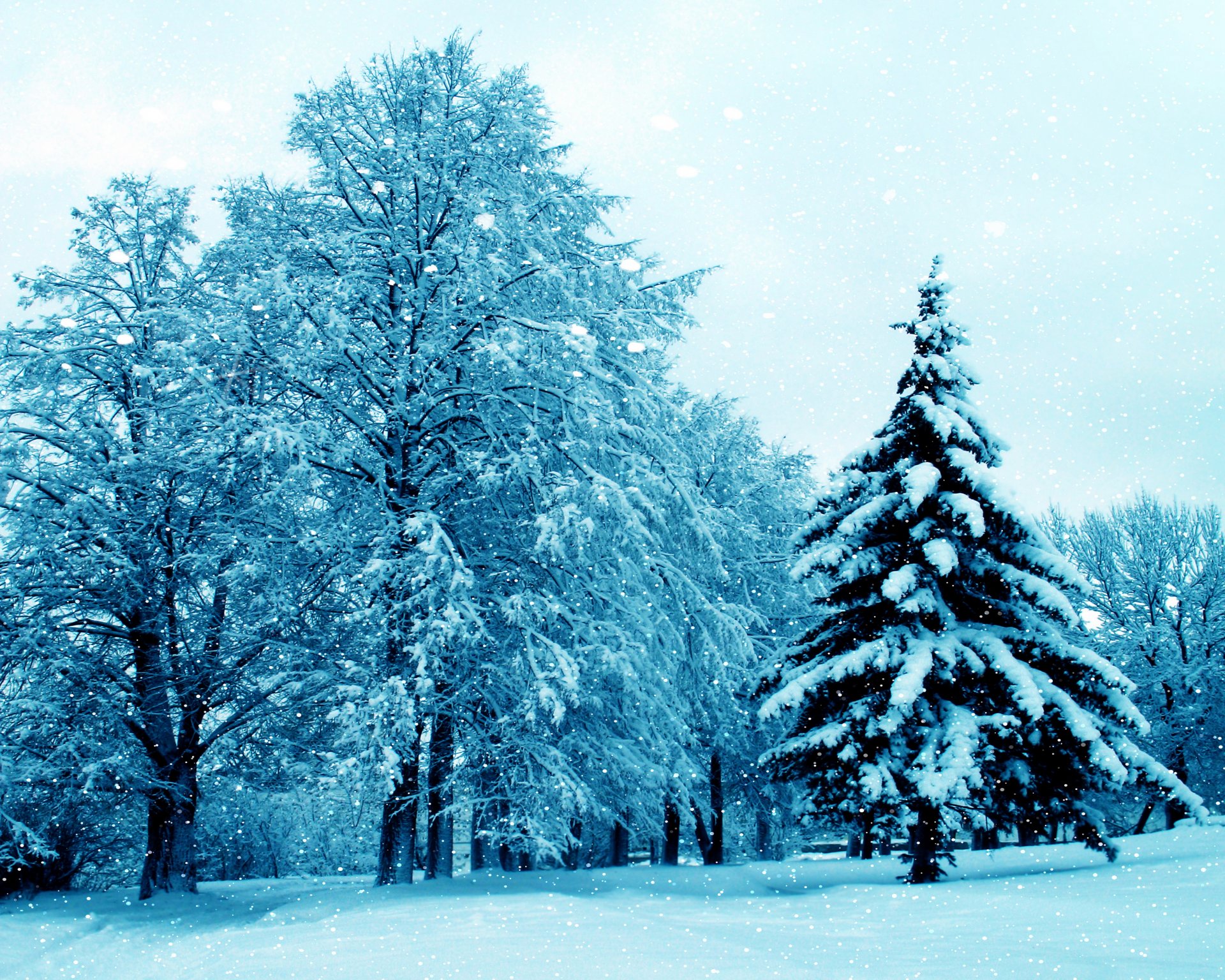 winter nature snow tree winter trees christmas tree