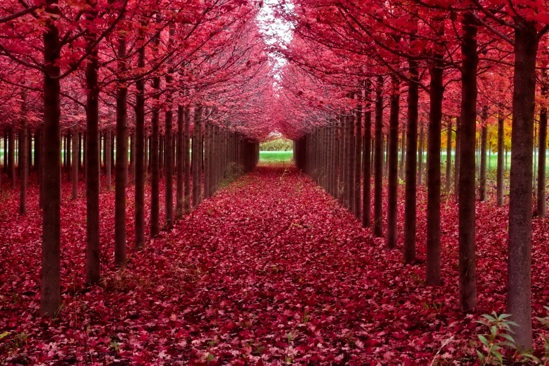 alberi vicolo foglie scarlatto autunno