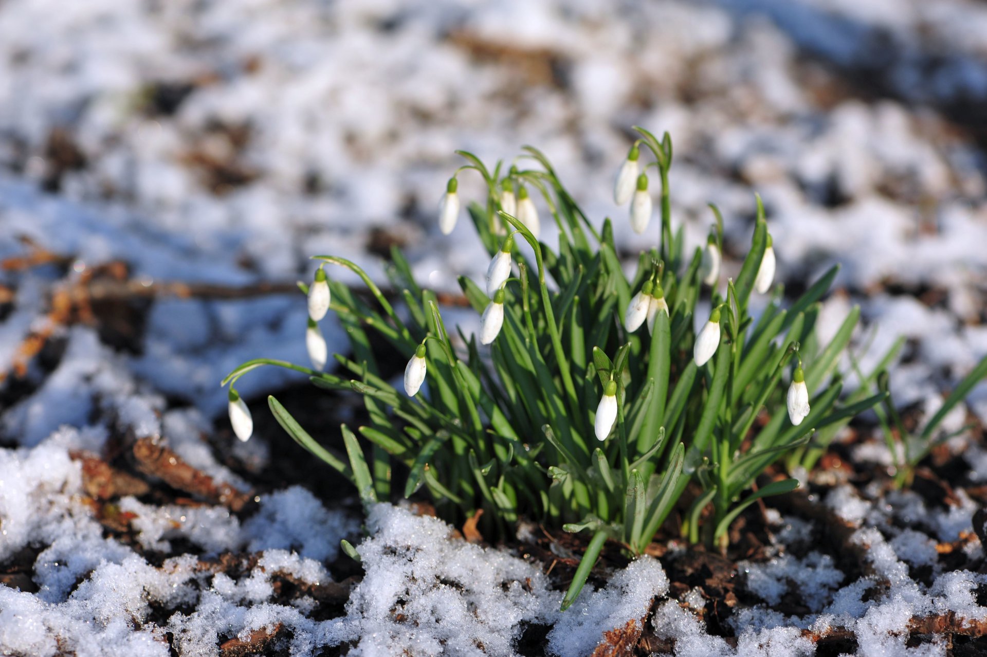 campanillas de nieve naturaleza borrosidad flores nieve ternura