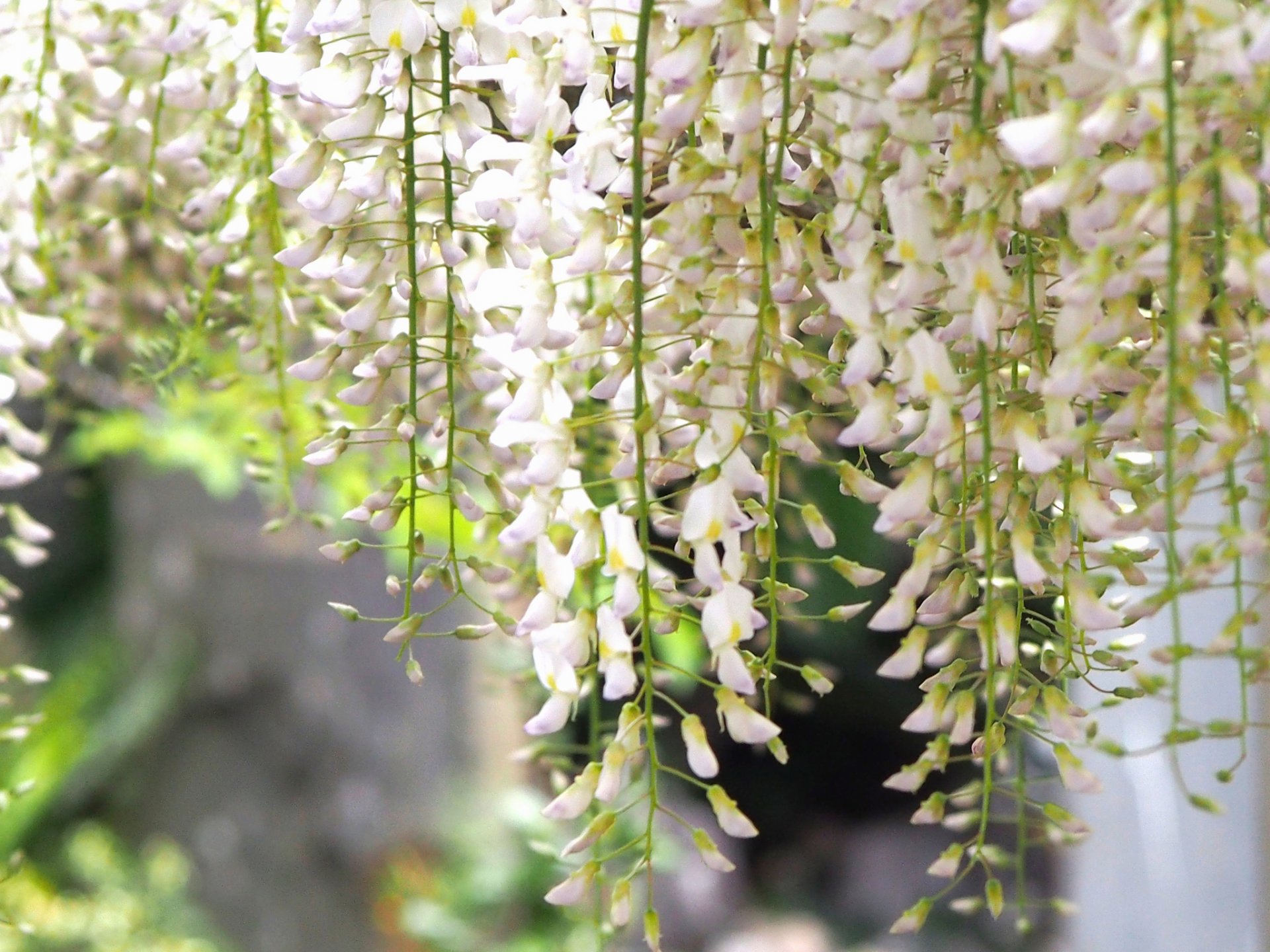 frühling blüte pinsel glyzinien