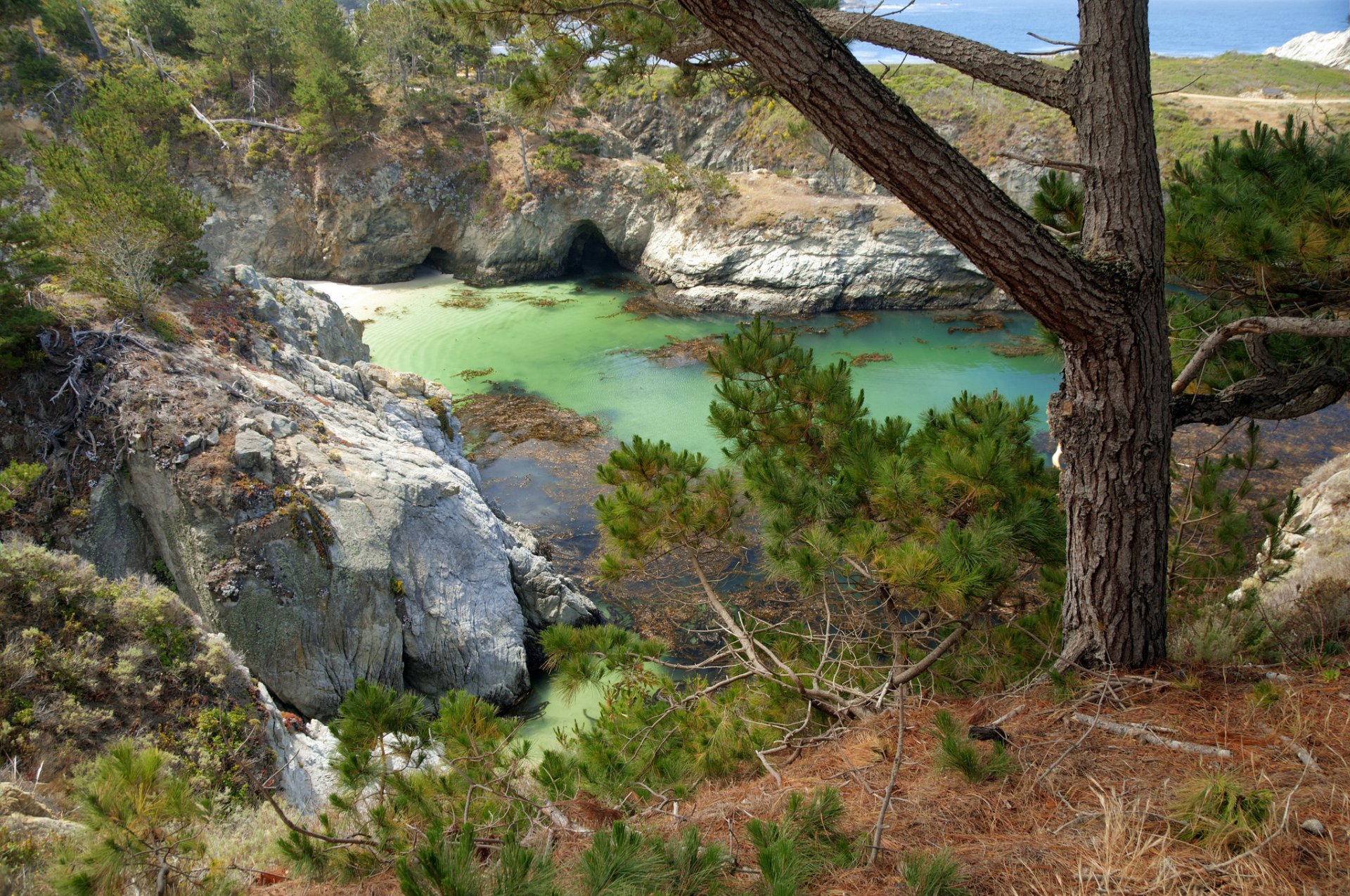 tree rock cave