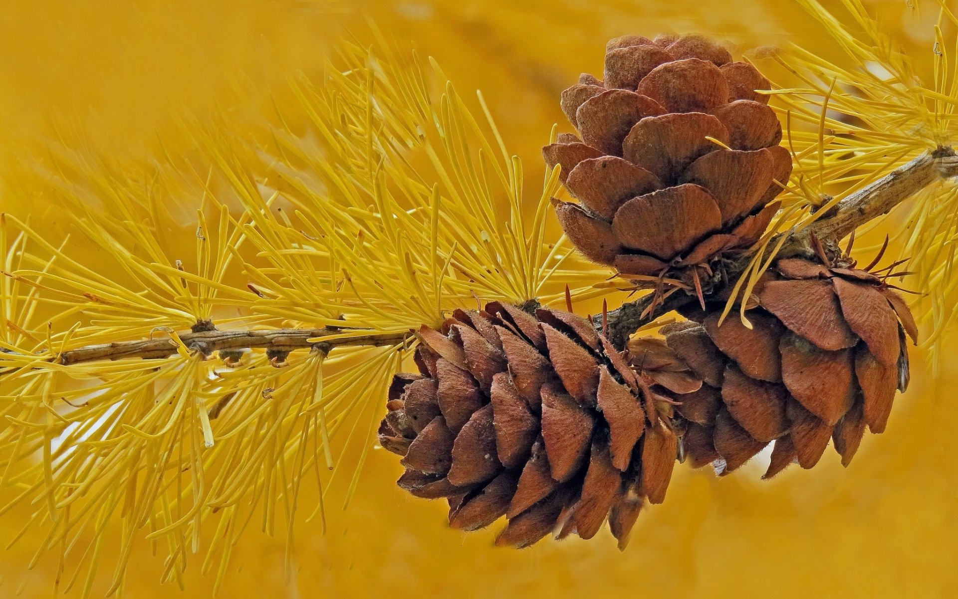 larch branch cone needle close up