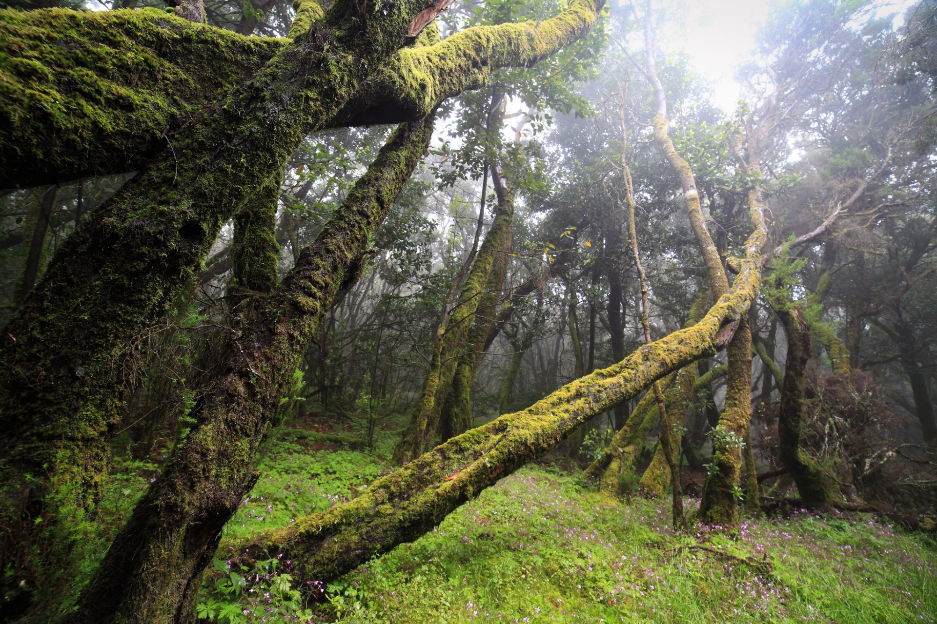 foresta frangivento muschio nebbia