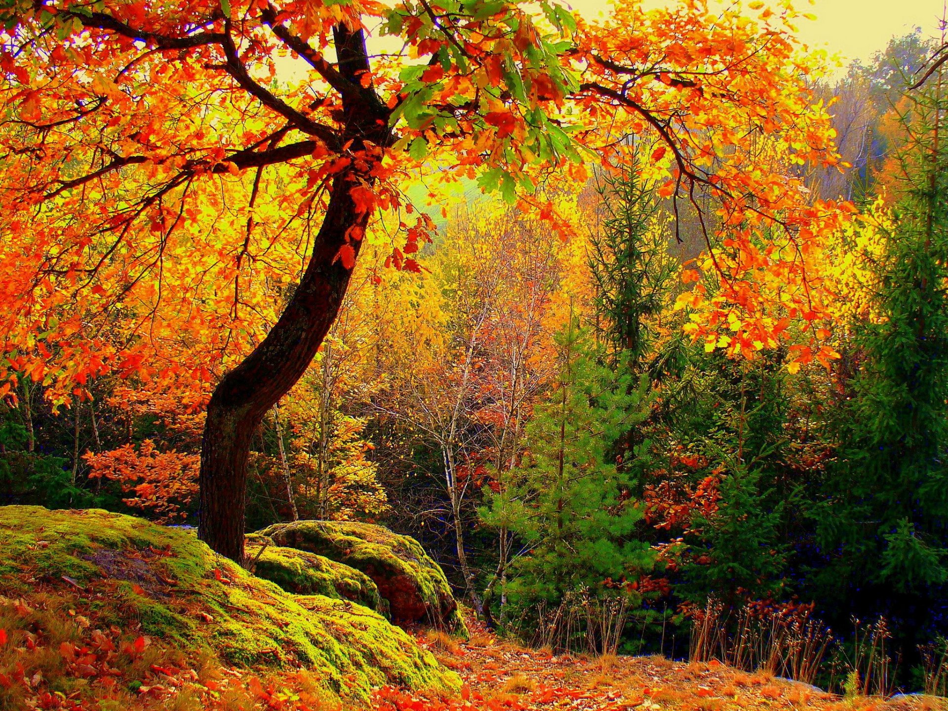 foresta alberi foglie giallo autunno muschio