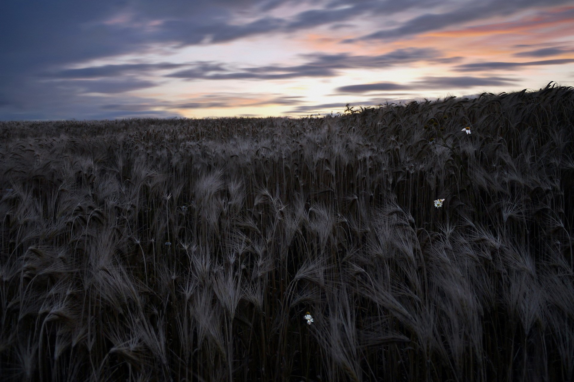 nuit champ épis ciel nature paysage