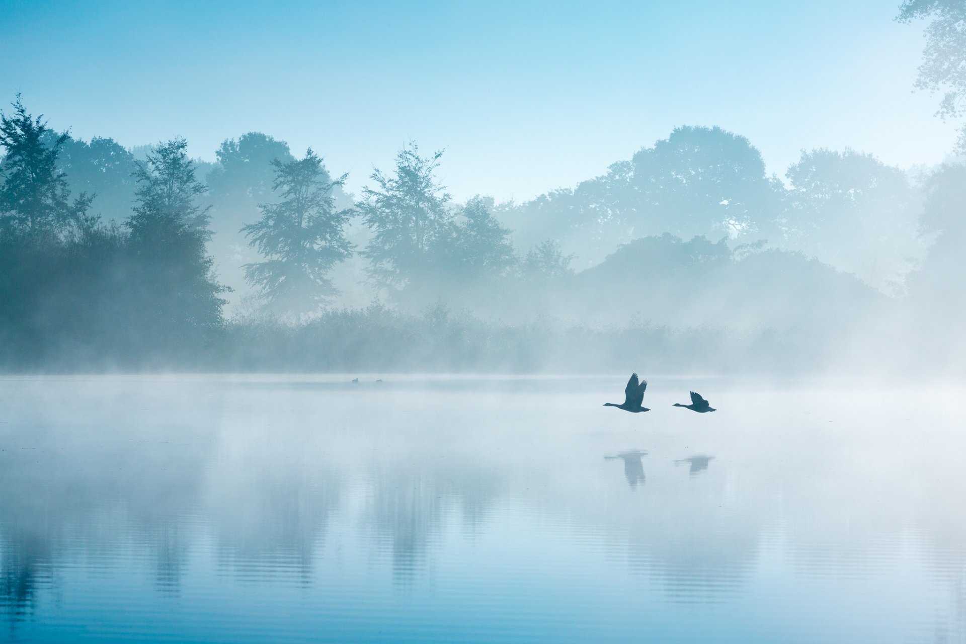 países bajos otoño septiembre lago mañana niebla aves gansos cisnes