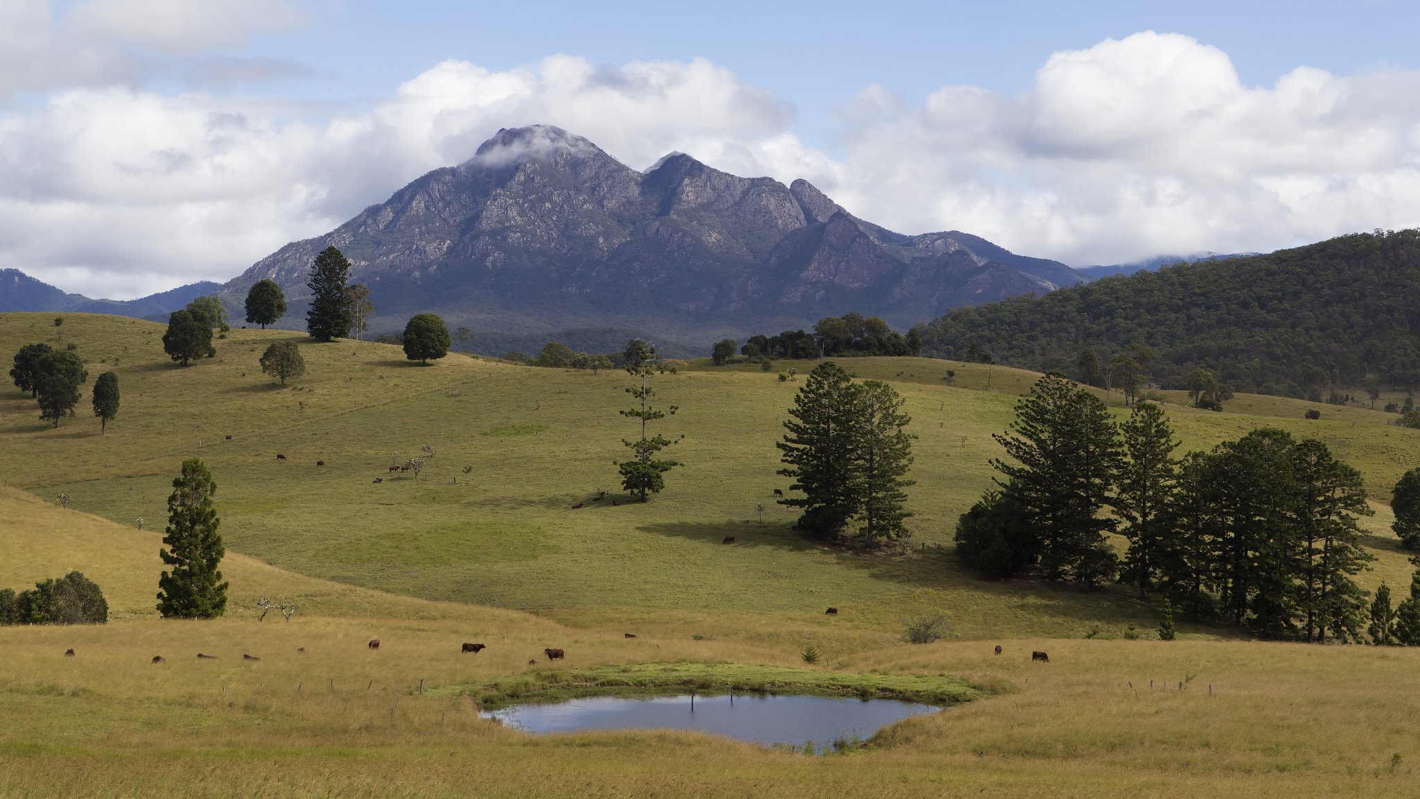 montagne alberi pascoli