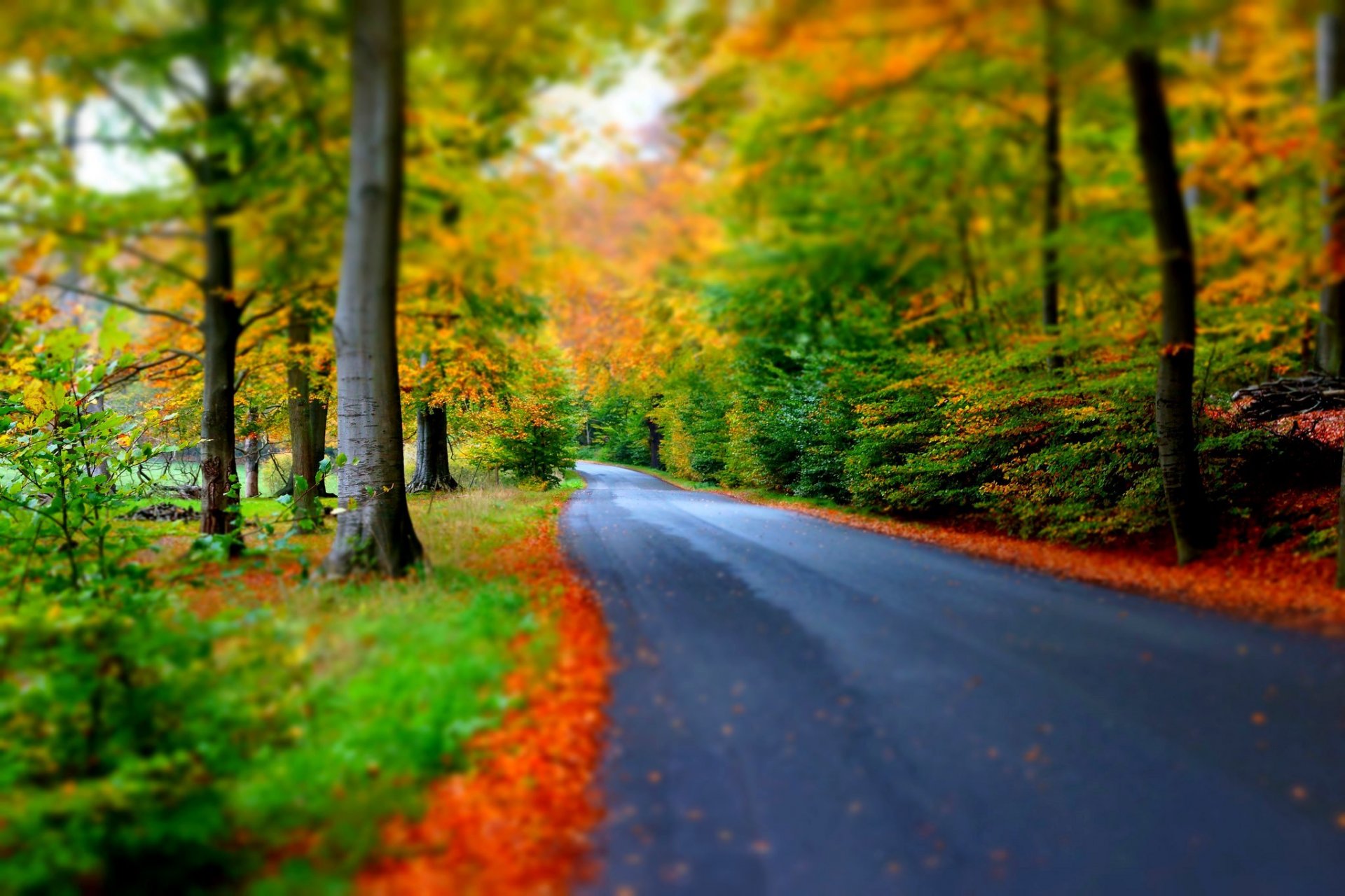 naturaleza bosque parque árboles hojas colorido camino otoño caída colores paseo