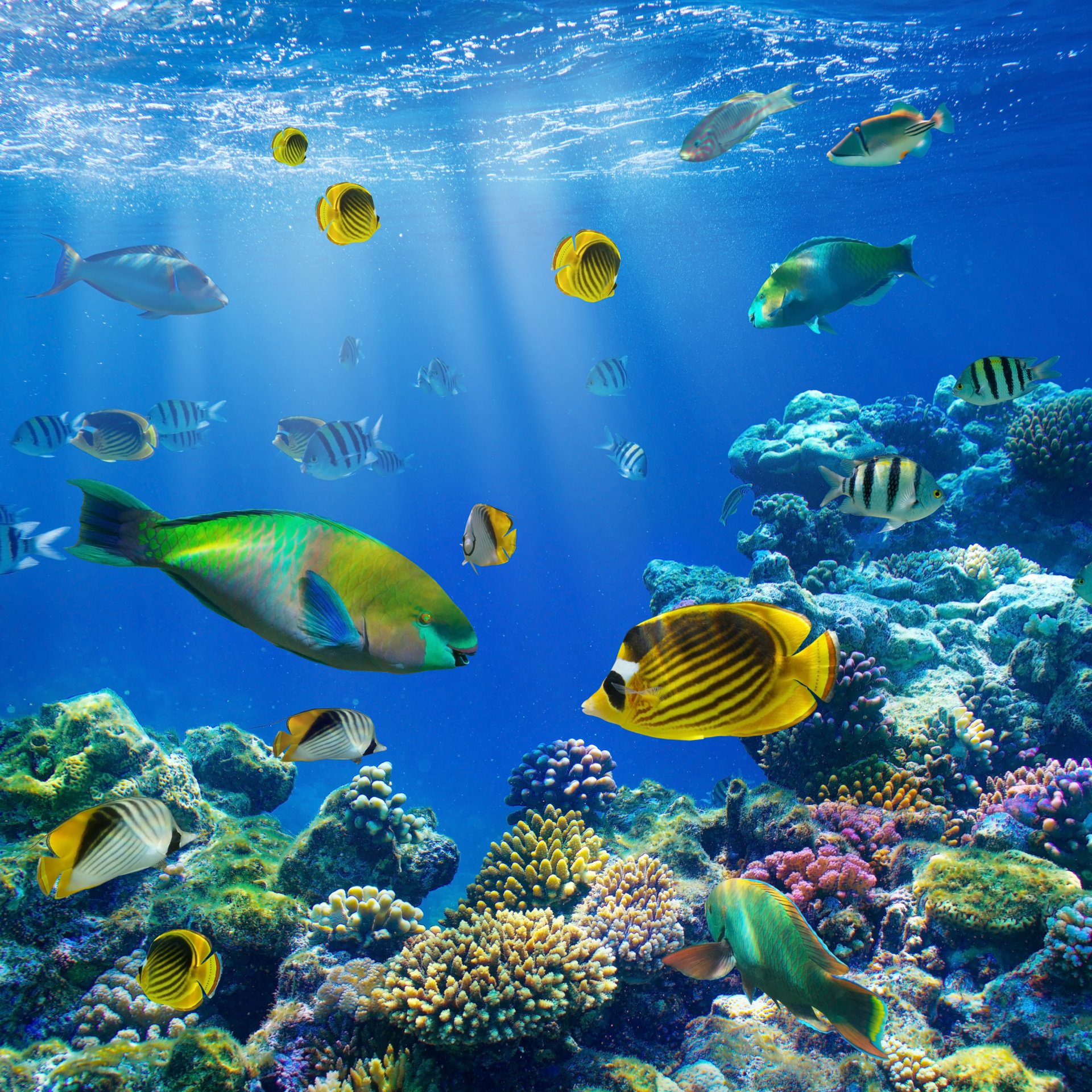 tropical coral reef water ocean underwater world coral reef fish