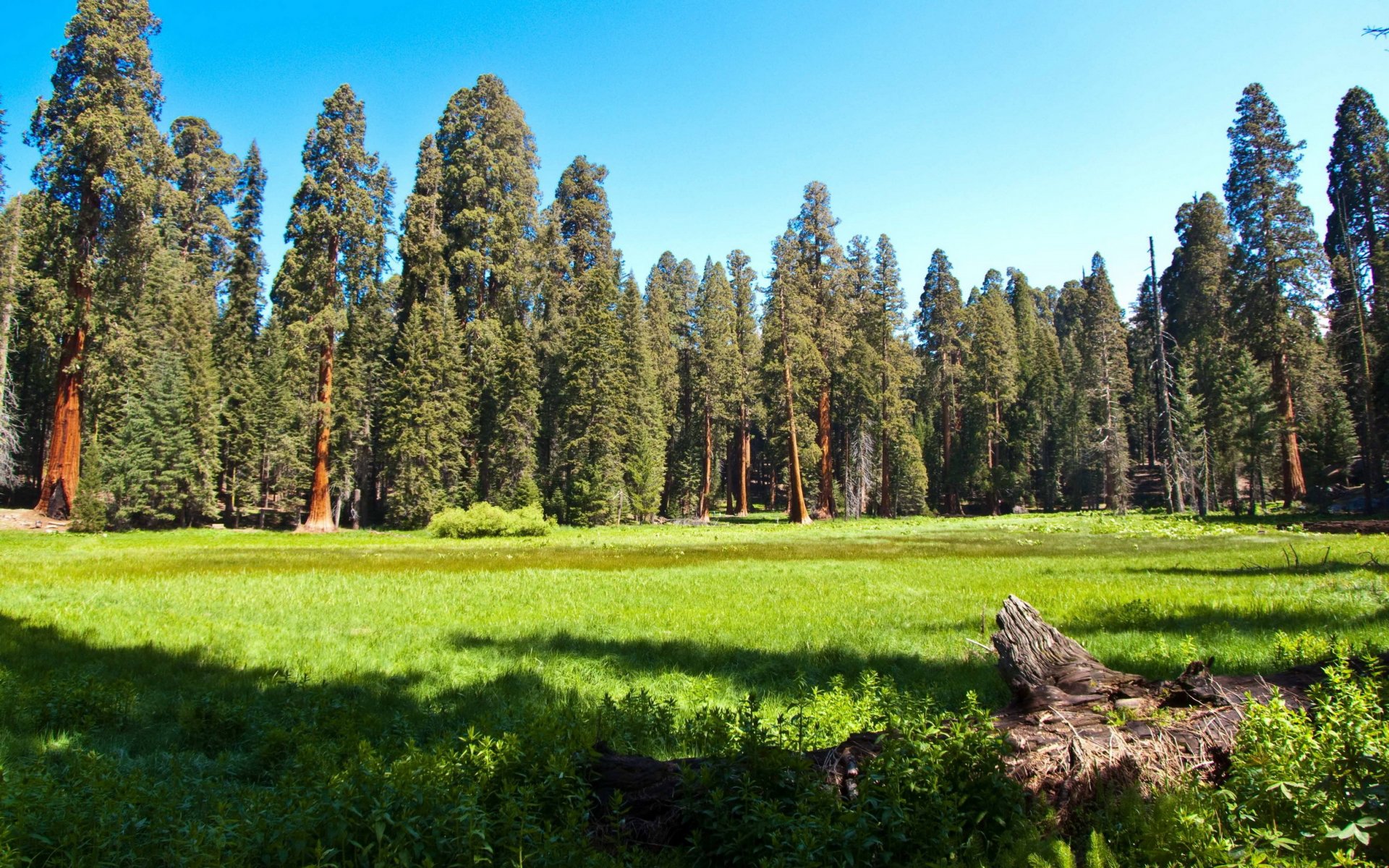 park usa las łąka sekwoja kalifornia trawa natura zdjęcie