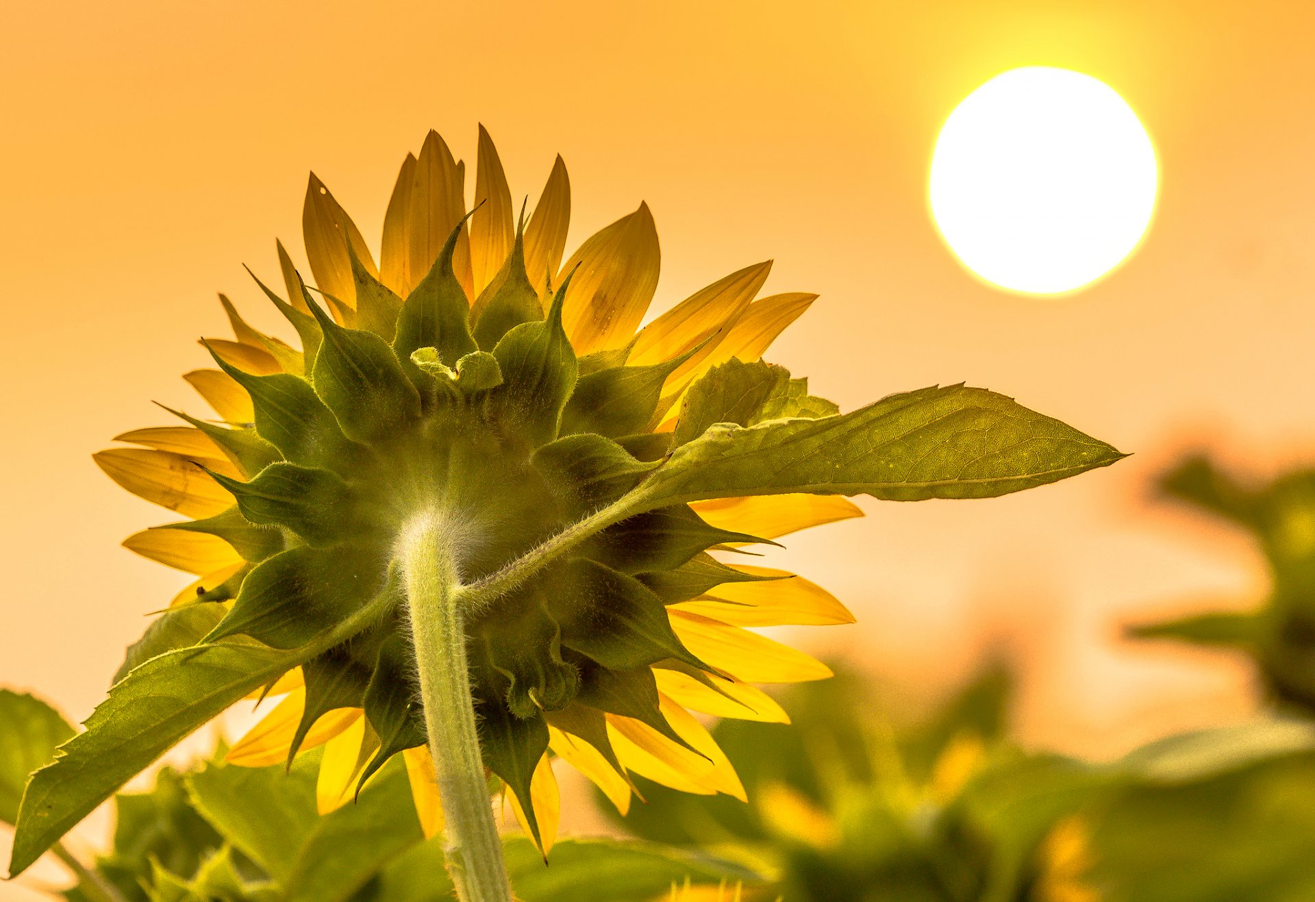 sonnenblume sonne sommer