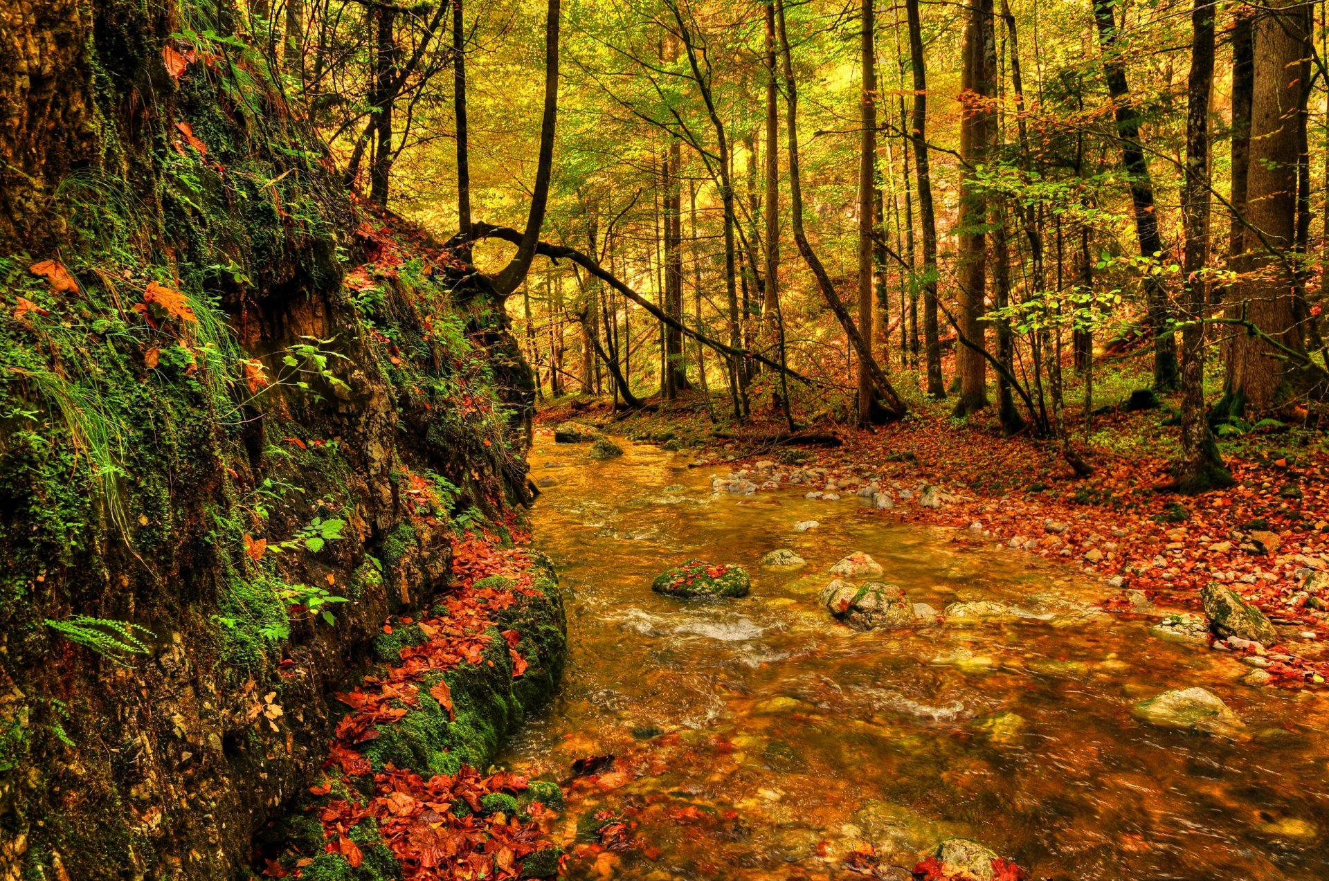 foresta alberi fogliame verde fiume pietre