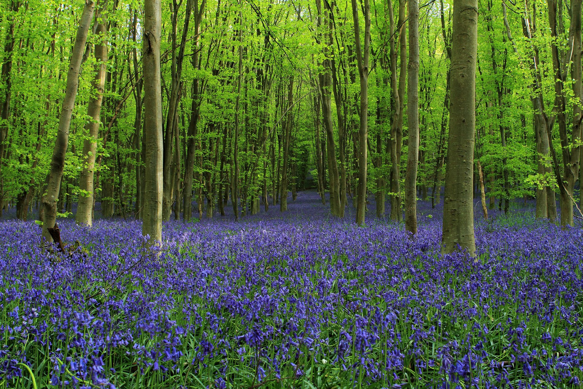 forêt allée arbres clairière cloches fleurs