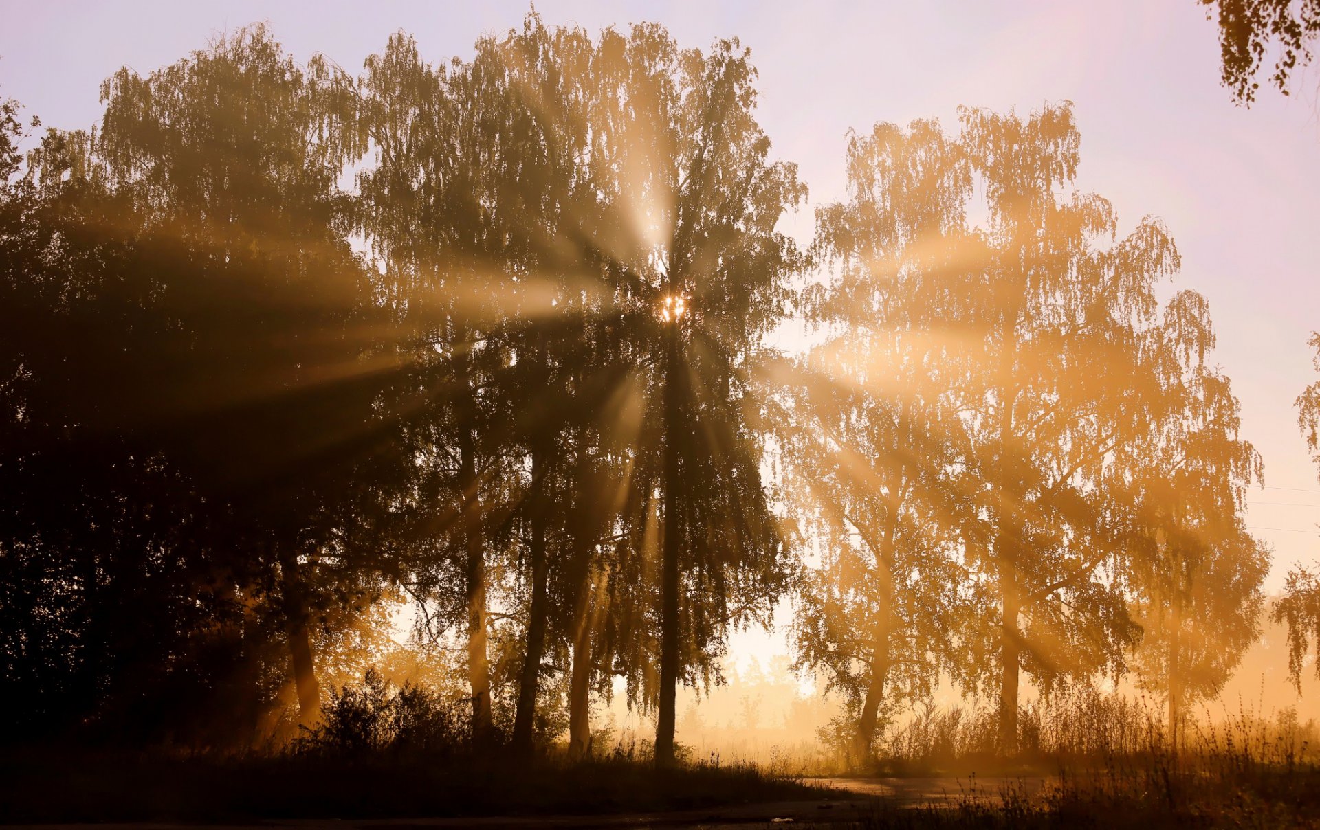 tree rays sun