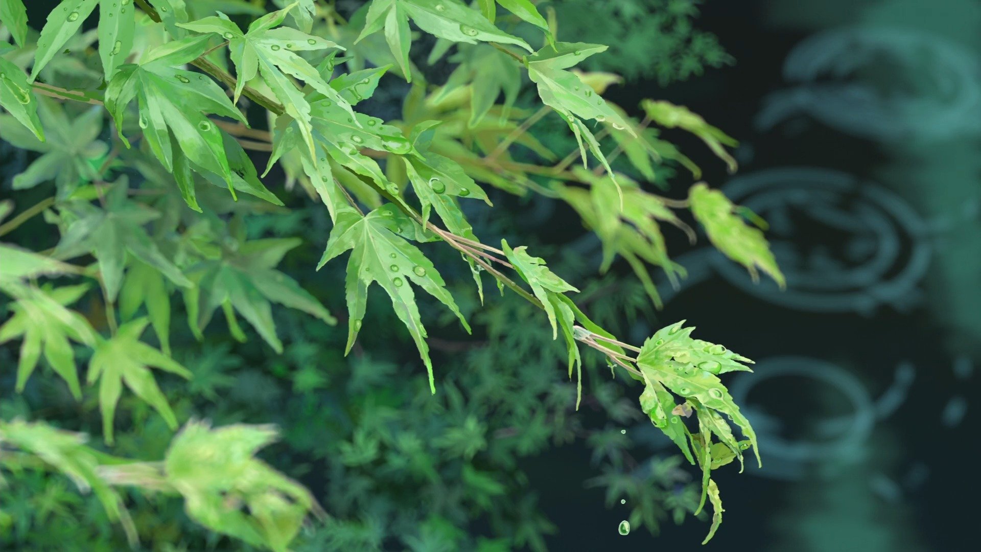 kotonoha no niva jardín de palabras makato shinkai hojas