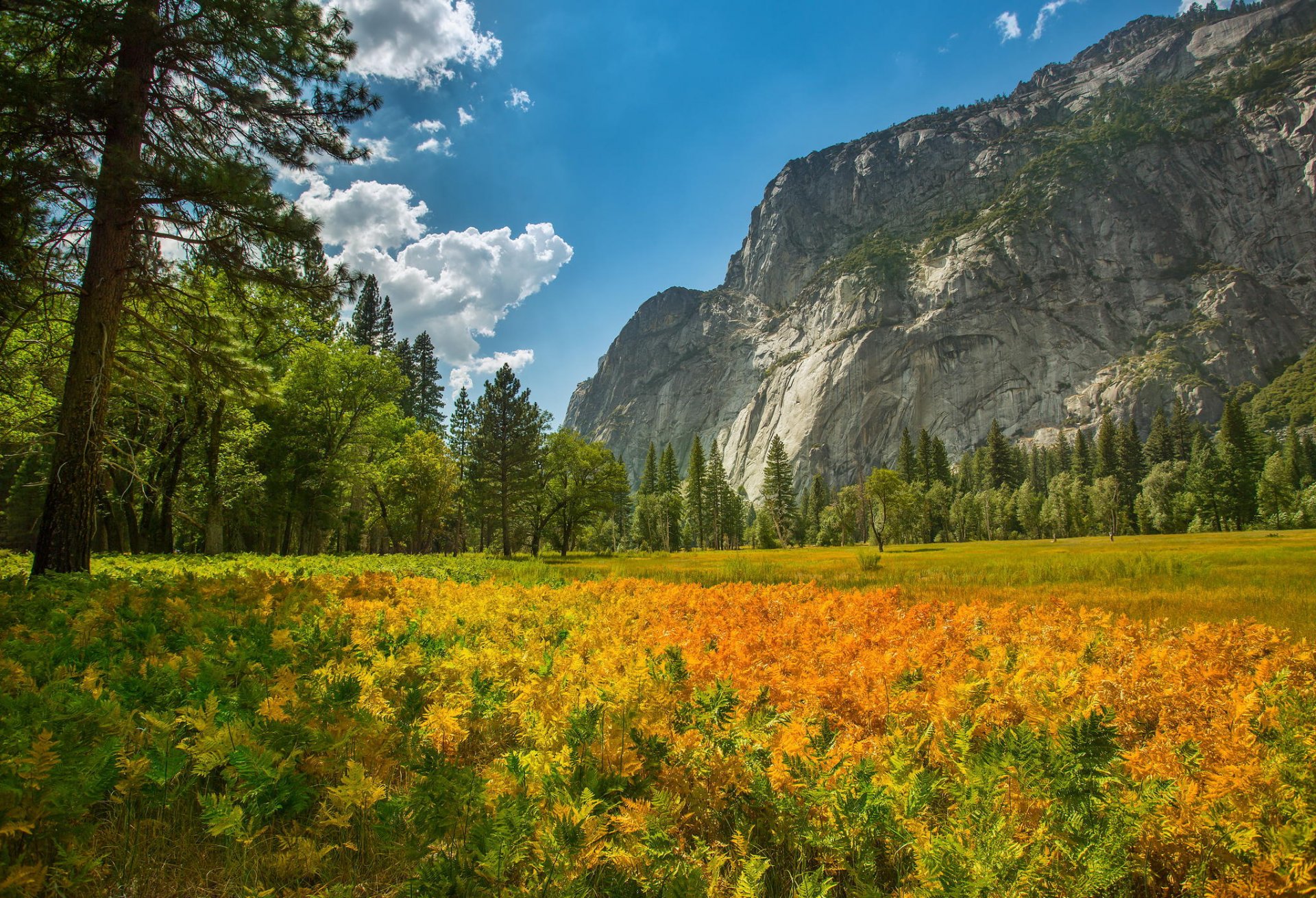 yosemite nationalpark natur berg wald pflanzen