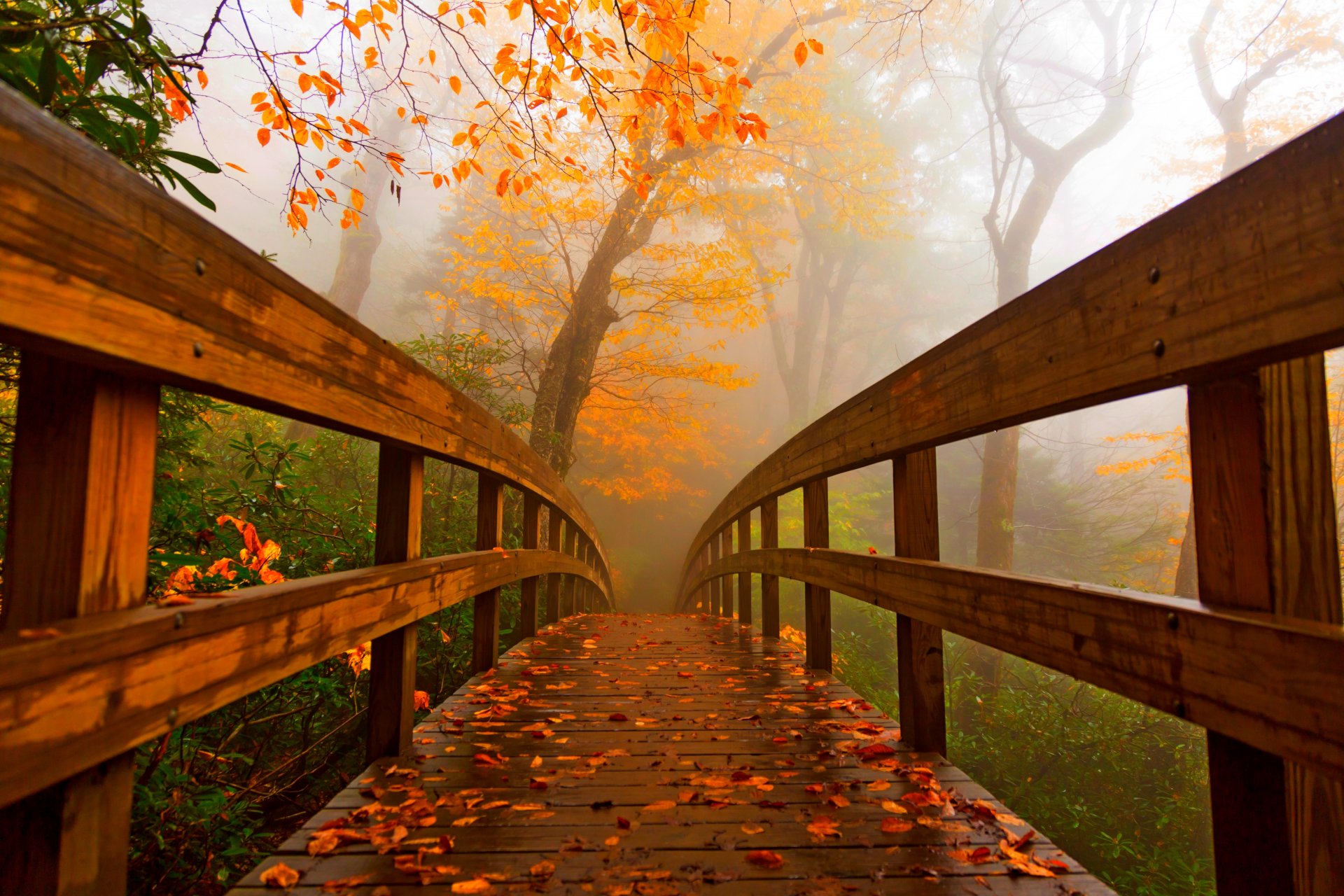 natura foresta parco alberi foglie colorato strada autunno caduta colori passeggiata