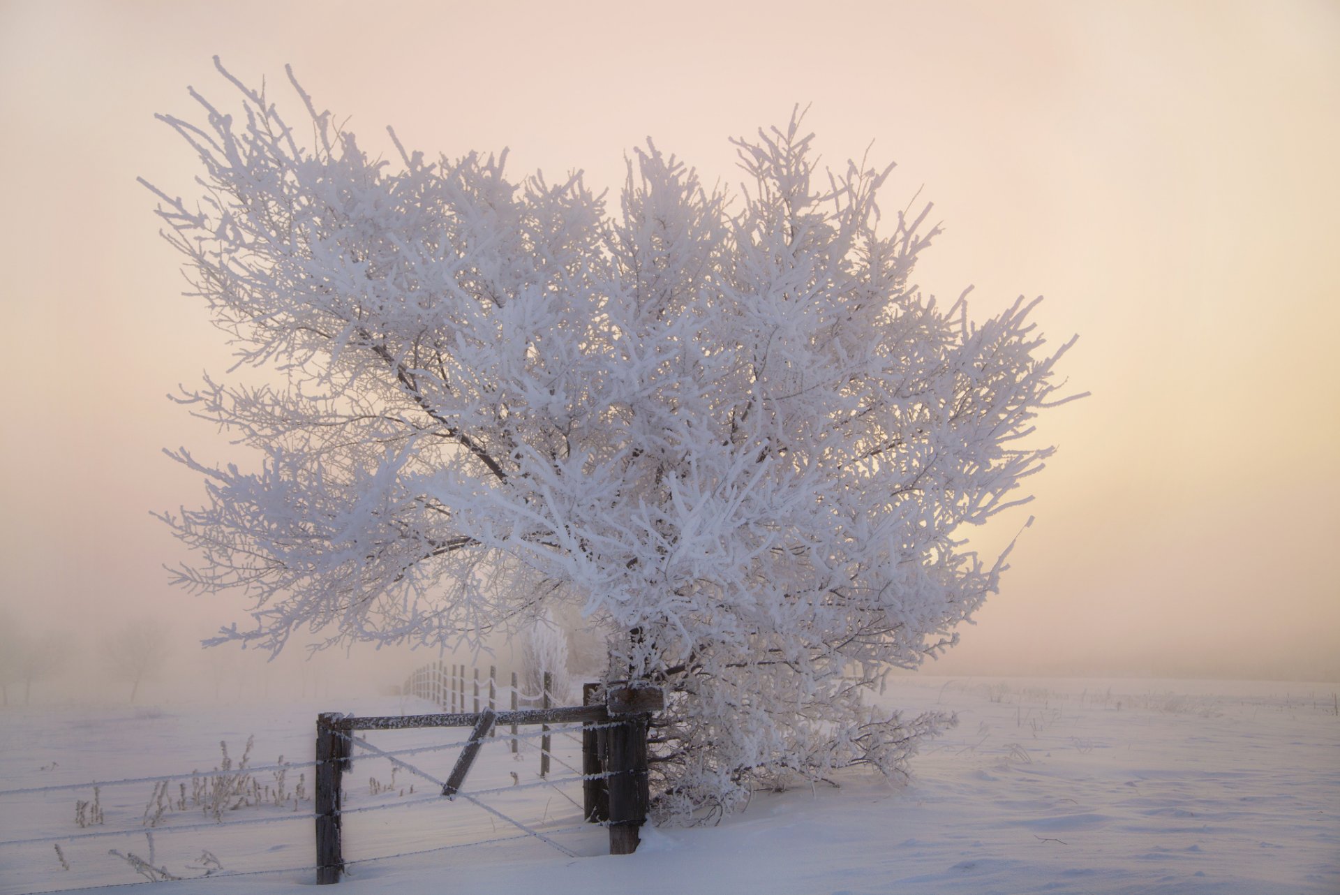 clôture arbre hiver matin neige givre gel