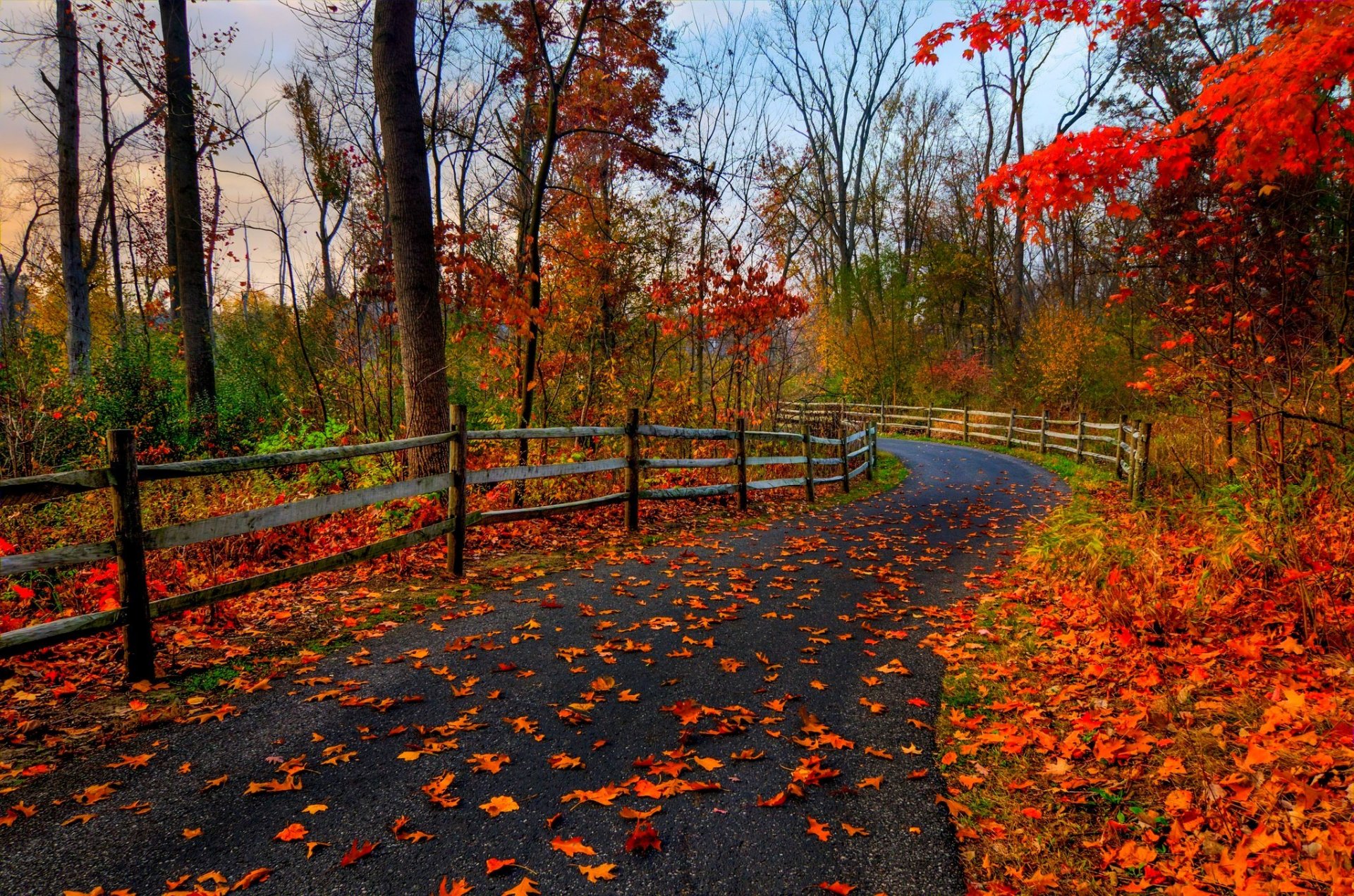 nature forest park trees leaves colorful road autumn fall colors walk