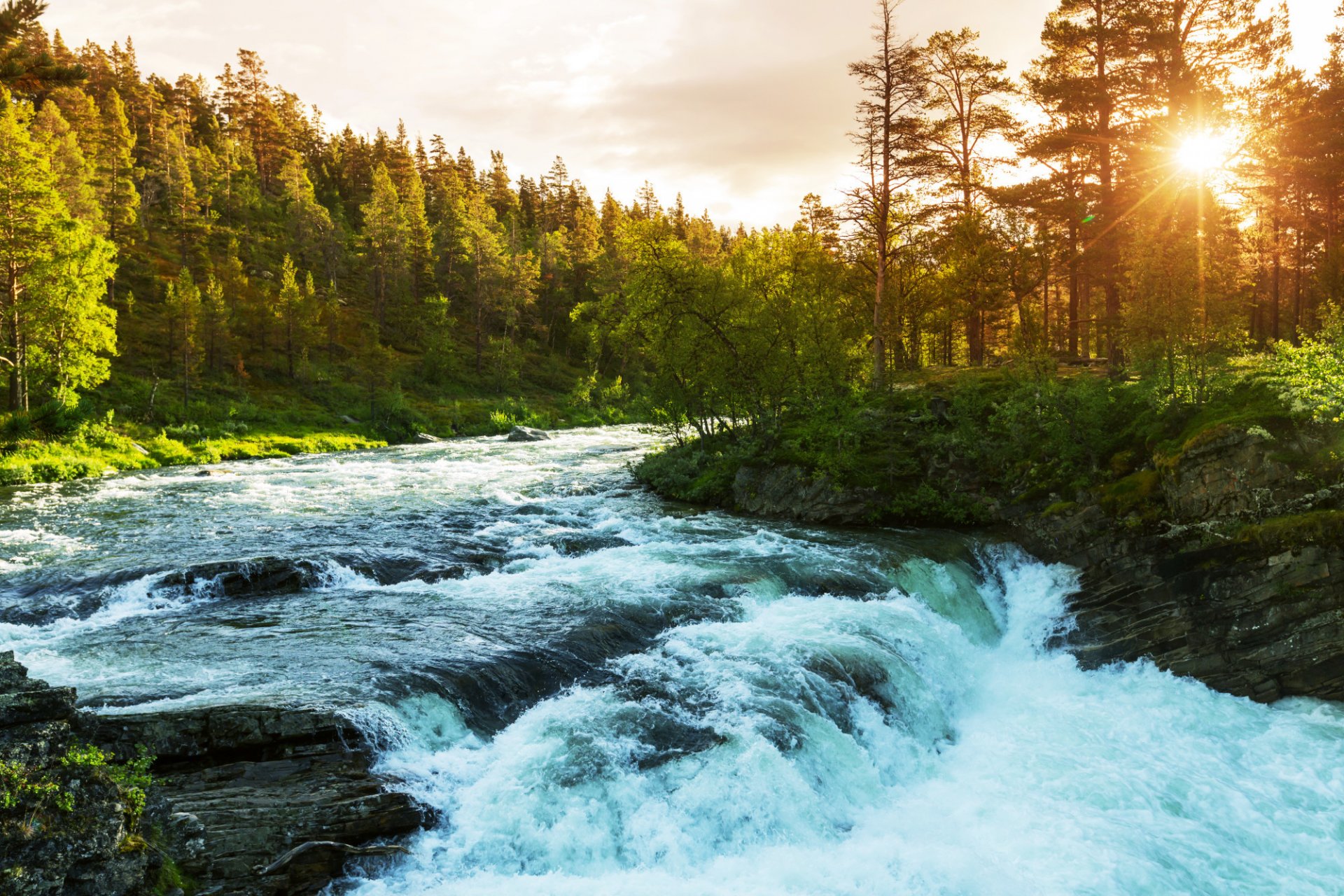 forest tree river rapids sky sun