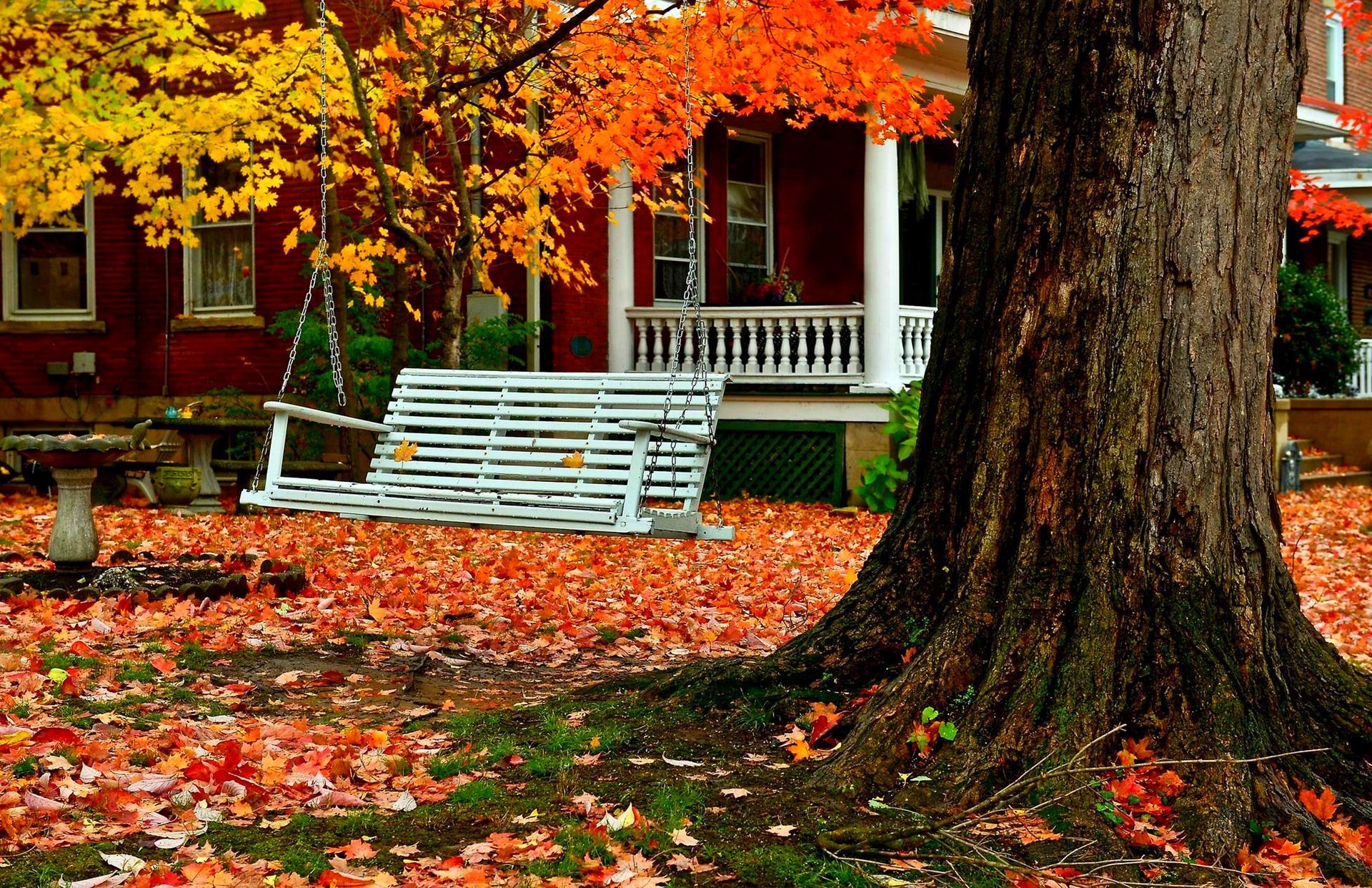 natura foresta parco alberi foglie colorato strada autunno caduta colori passeggiata erba casa