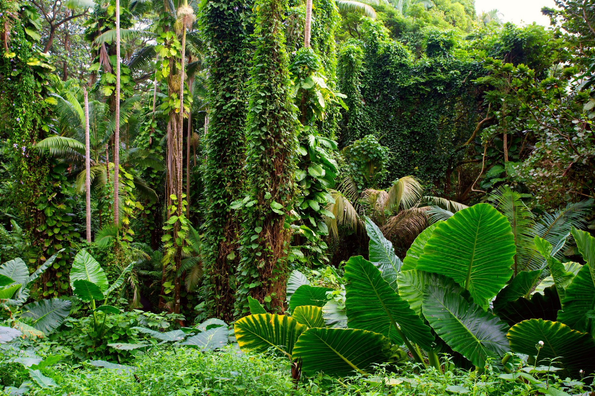 selva árboles follaje plantas enredaderas luz