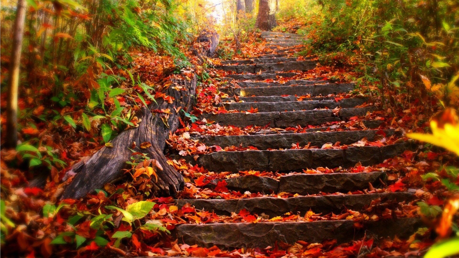 forest park autumn leaves degree foliage a step stairs tree