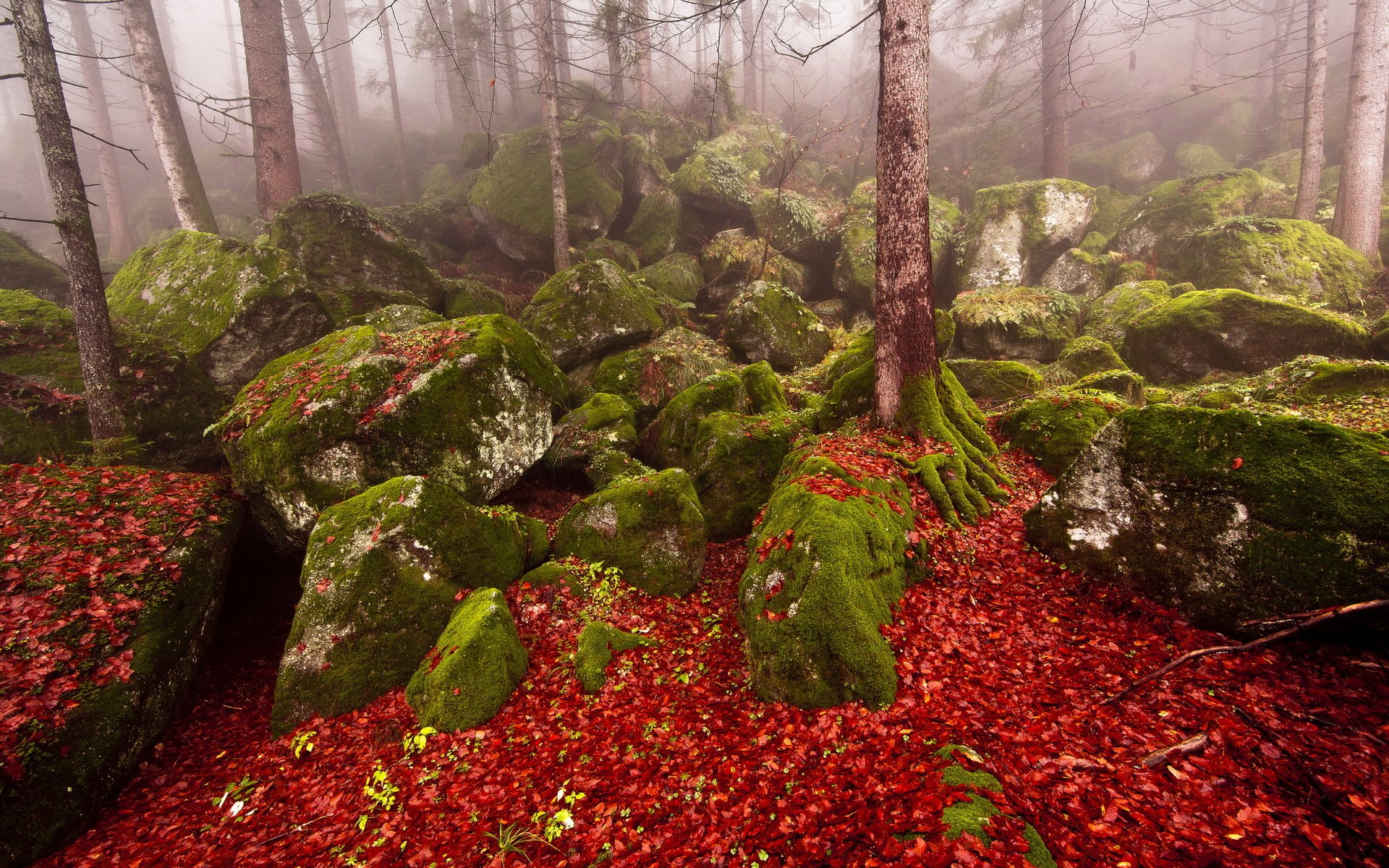 bosque piedras otoño niebla naturaleza