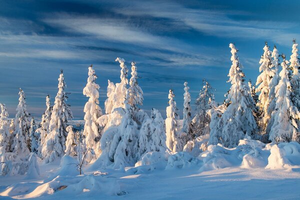 Norwegian winter snow-covered forest