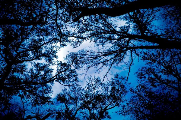 Cielo smeraldo attraverso i rami degli alberi