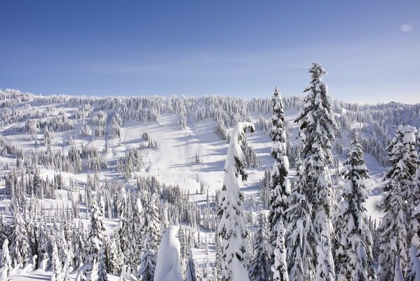 Landscape snow-covered fir trees with blue sky