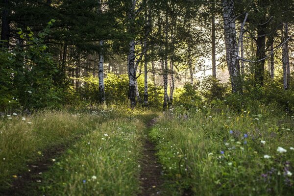 Forêt brumeuse tôt le matin