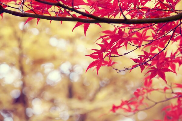 Belle foglie rosse appese al ramo di un albero