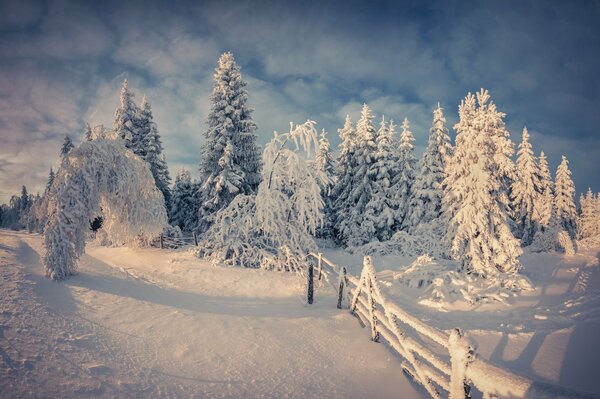 Bäume mit Schnee bedeckt. Winterwald