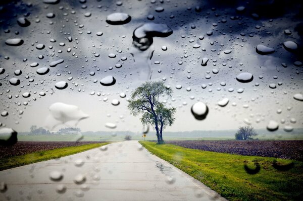 Paysage d été sous la pluie, arbre solitaire route 