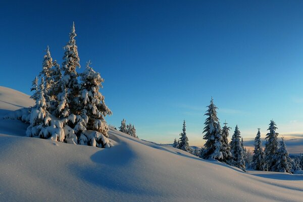 Winterfichten mit Schneeverwehungen