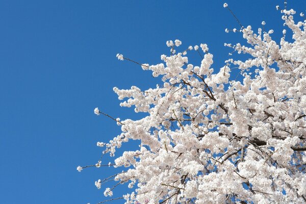 Arbre de fleurs sur fond de ciel bleu