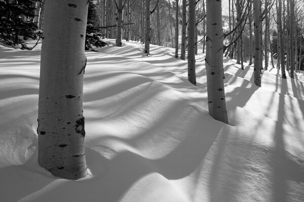 Foresta in bianco e nero e pioppo tremulo nella neve