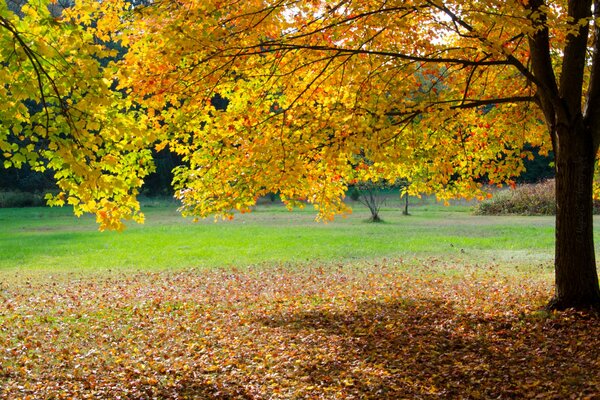 Herbst im Park ist der gelbe Baum